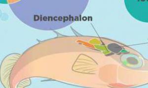 मछली का मस्तिष्क: संरचना और विशेषताएं मछली के मस्तिष्क में कितने विभाग होते हैं?