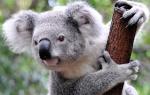 Интересные факты о коалах
