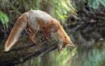 Интерпретация других интересных снов о лисицах